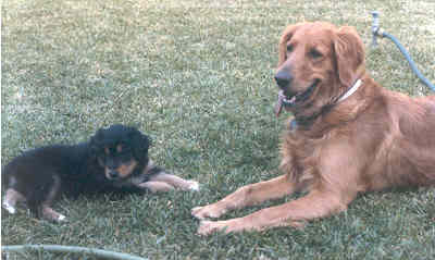 Gipsy y Argos